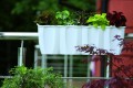 DONICZKA-BALKONOWA-SKRZYNKA-NA-BALKON-BALUSTRADE-ANTRACYT-60cm-Kod-producenta-DCRO600-S433.jpg