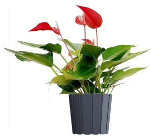 DONICZKA OKRĄGŁA Boardee Basic 165 mm ANTRACYT