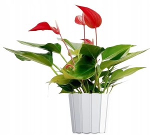 DONICZKA OKRĄGŁA Boardee Basic 285 mm BIAŁA