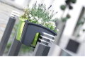 Bdoniczka.png
