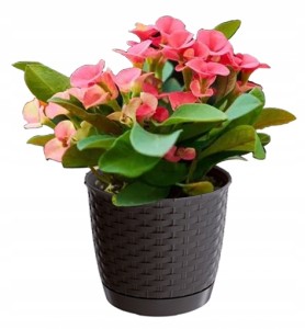 DONICZKA DONICA NA KWIATY RATOLLA UMBRA 220MM