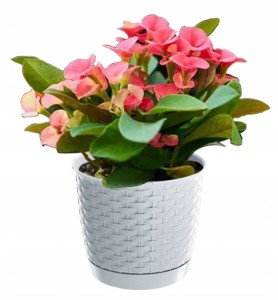 DONICZKA DONICA NA KWIATY RATOLLA BIAŁA 165MM