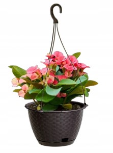 DONICZKA WISZĄCA NA KWIATY RATOLLA UMBRA 243mm