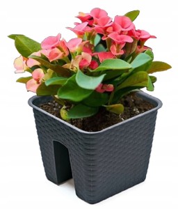 DONICZKA BALKONOWA NA BALKON SKRZYNKA RATOLLA 272mm ANTRACYT