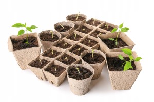 DONICZKI TORFOWE NA ROZSADY SADZONKI DONICZKA TORFOWA 6x6x5cm 72szt