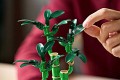 LEGO-ICONS-BOTANICALS-LUCKY-BAMBOO-ORGINALNE-KLOCKI-DRECENA-SANDERA-Nazwa-zestawu-Dracena-sandera.jpg